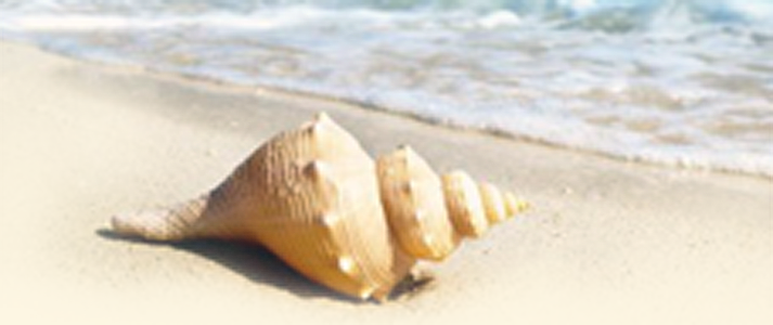 Seashell on Florida beach